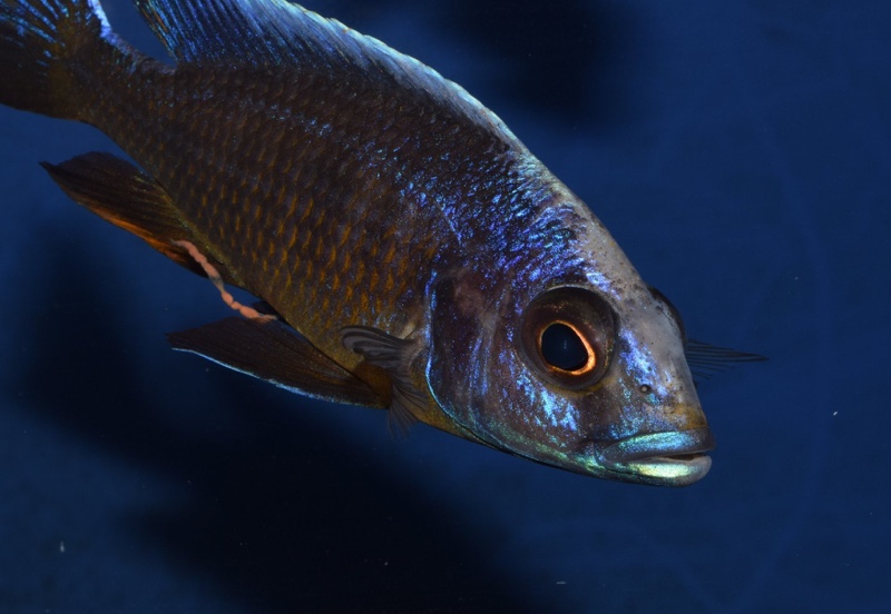 Otopharynx lithobates 'Three Peaks Reef'